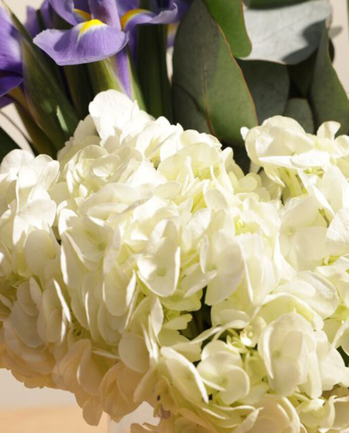 montana bloom elegance