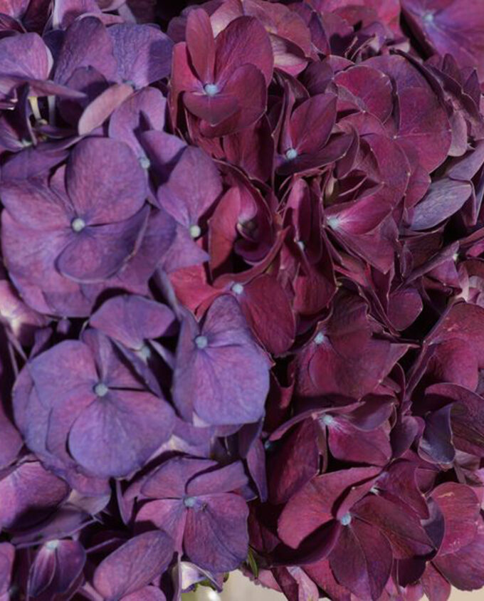 Amethyst Bloom Hydrangea Vase - Image 2