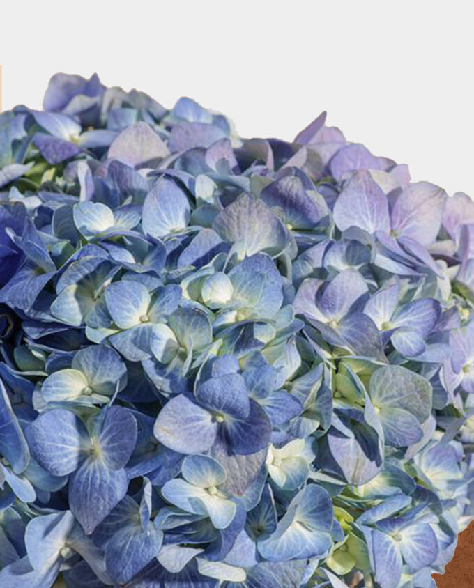 Azure Bloom Hydrangea Vase - Image 2