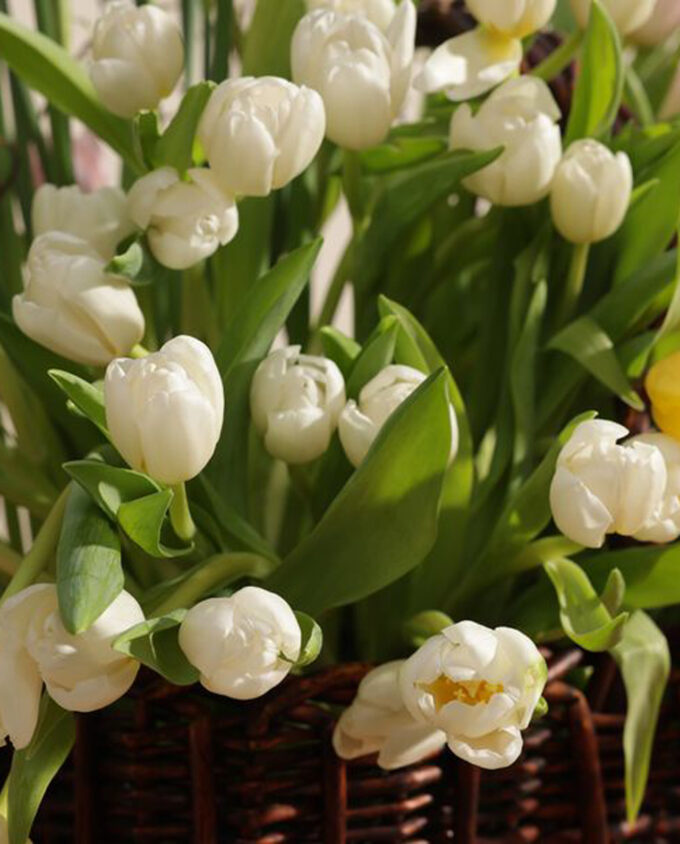 mothers day joy box - Image 2