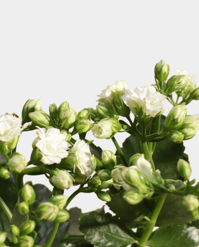 whispering moonlight bouquet