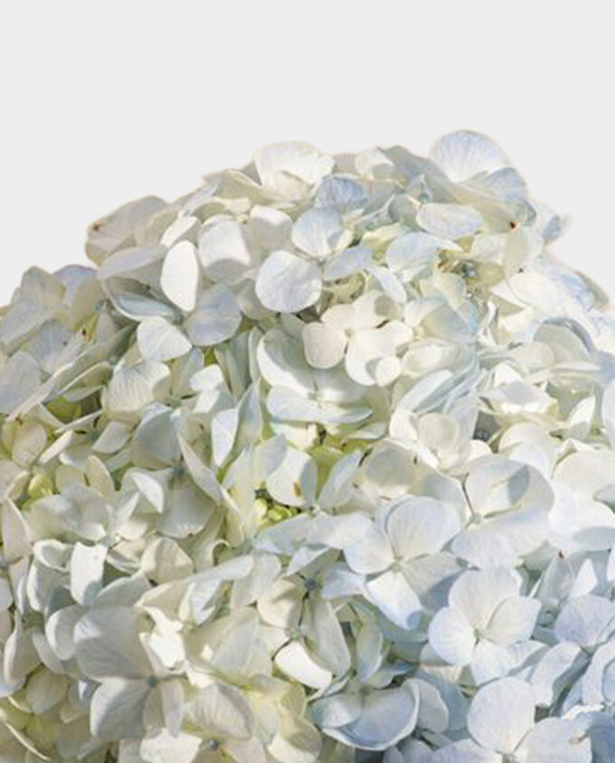 Blue Tranquility Hydrangea Vase - Image 3