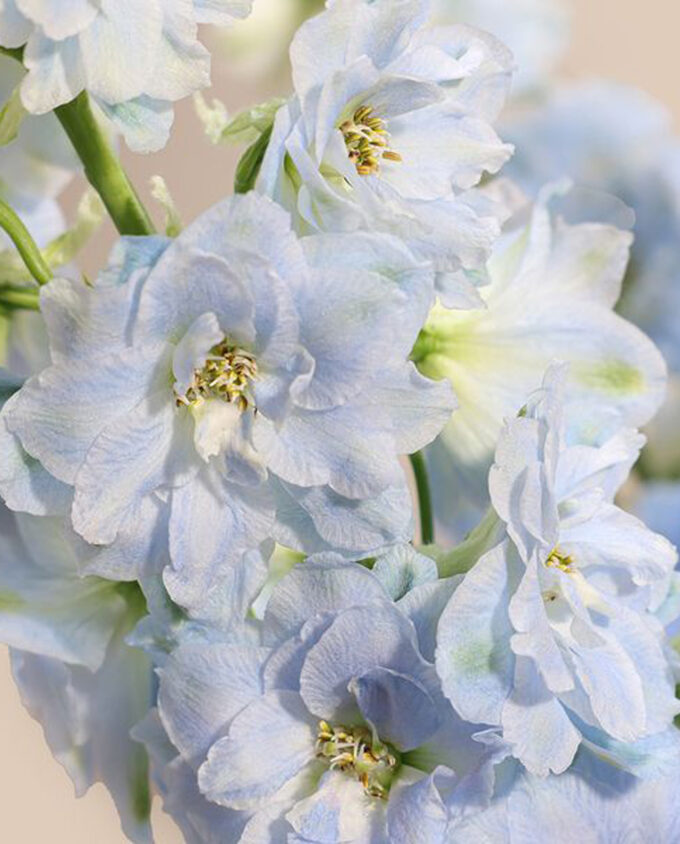 birthday splash floral vase - Image 2