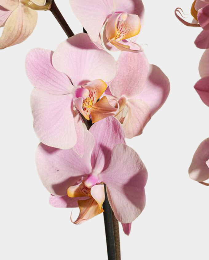 sunrise blush bouquet - Image 2