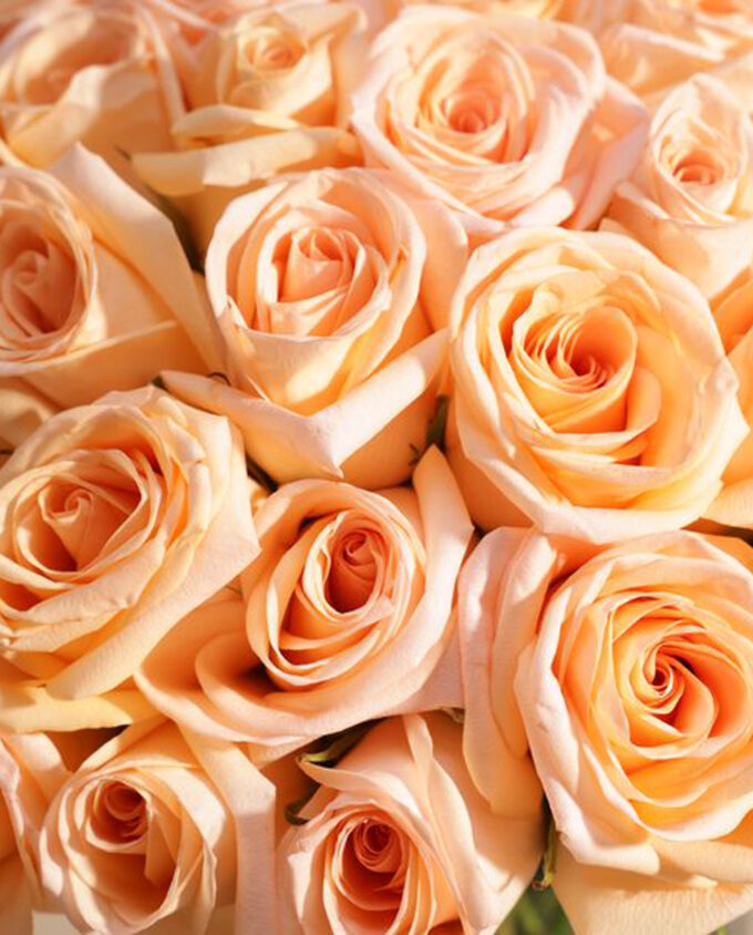 oud whisper & baby rose bouquet - Image 2