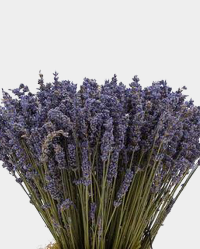 cancer bloom vase