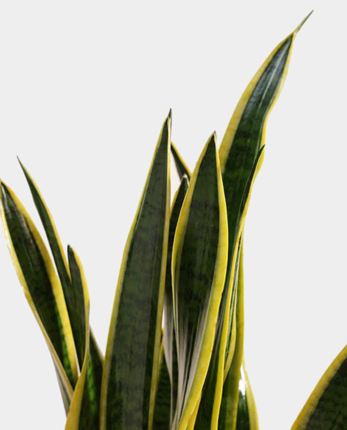 urban green sansevieria