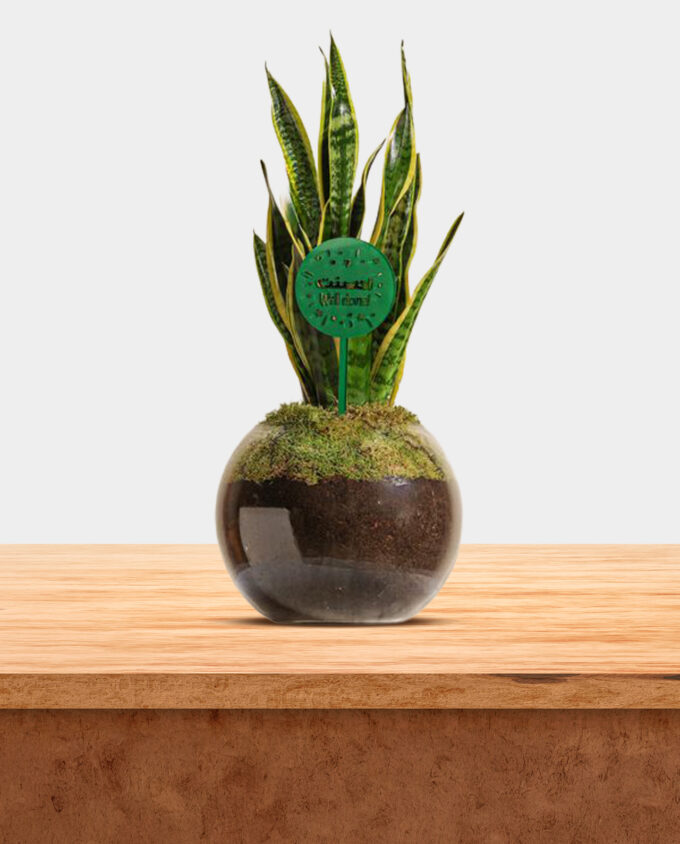 urban green sansevieria - Image 2