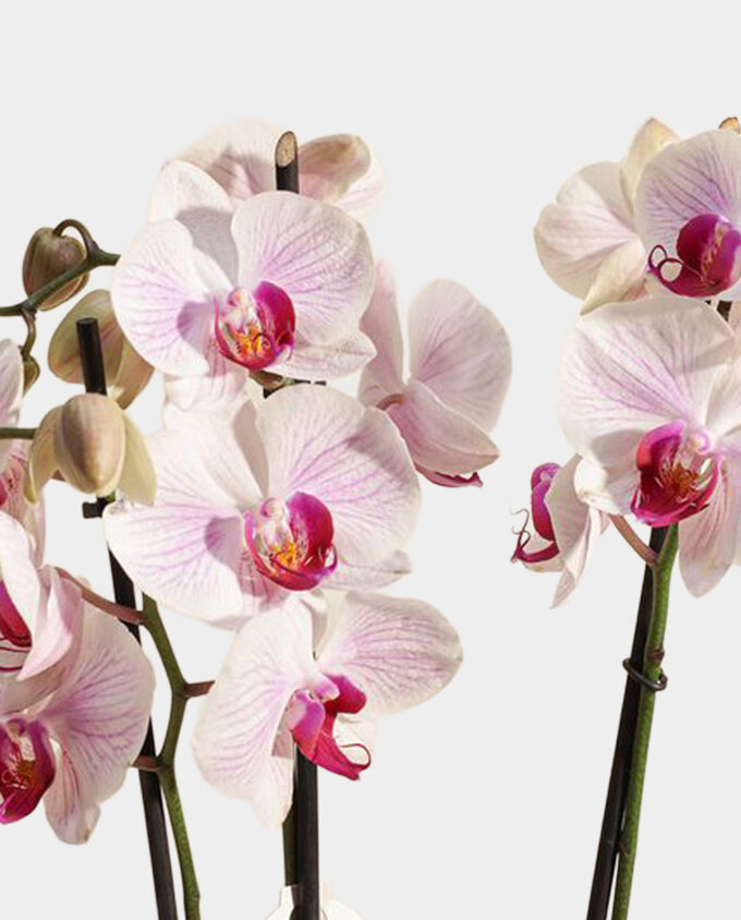 mist orchid pot