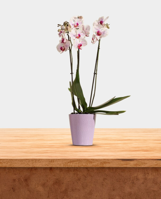 mist orchid pot - Image 2