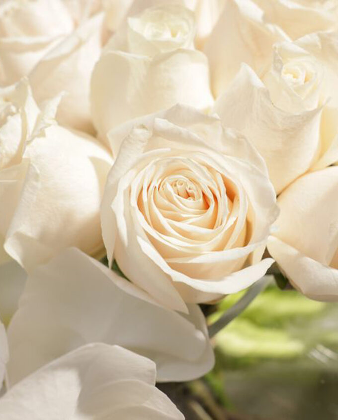 golden peach rose vase