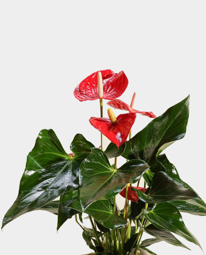 crimson charm plant vase