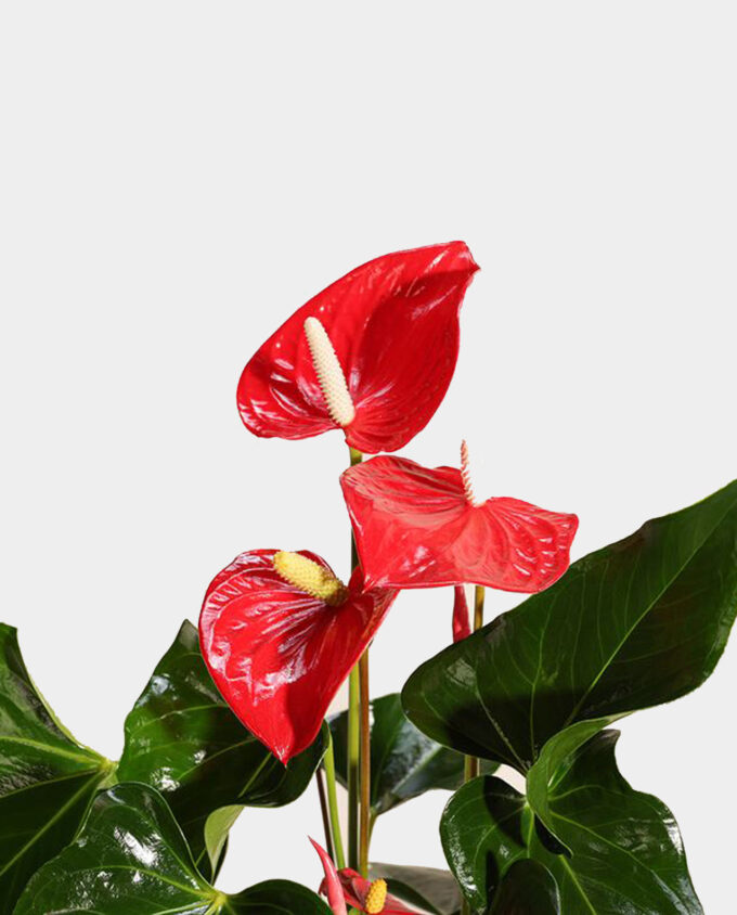 crimson charm plant vase - Image 2