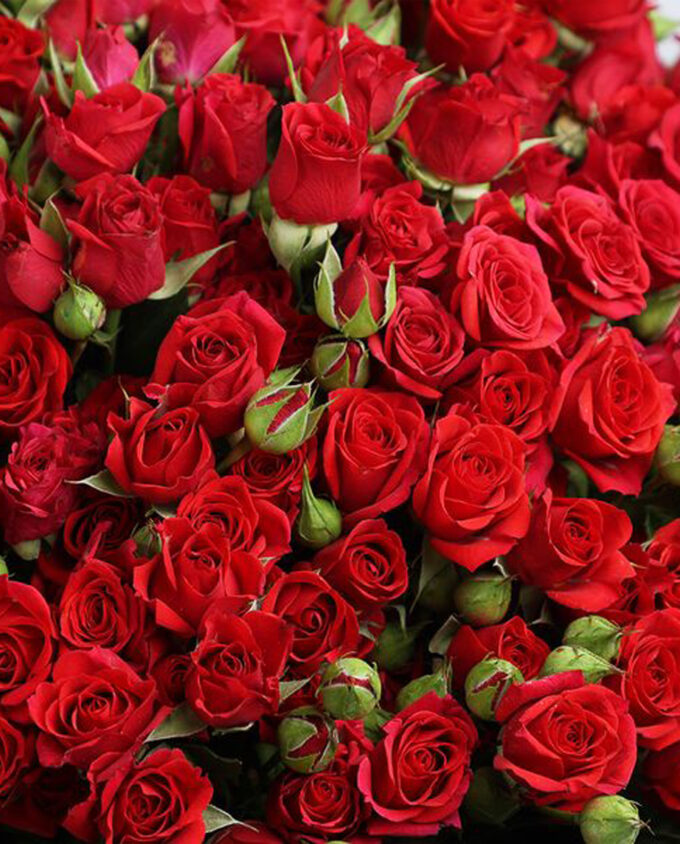 Crimson Elegance Birthday Bouquet - Image 2