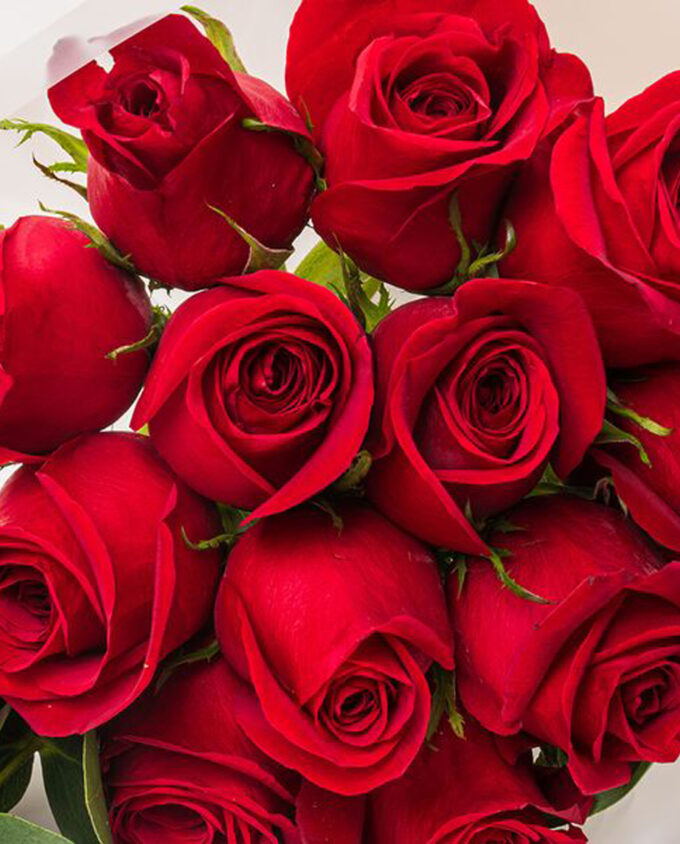 tender love rose box