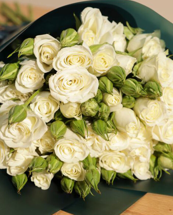 blush lily elegance