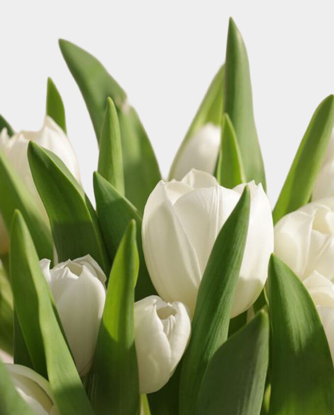 royal white lilyum vase