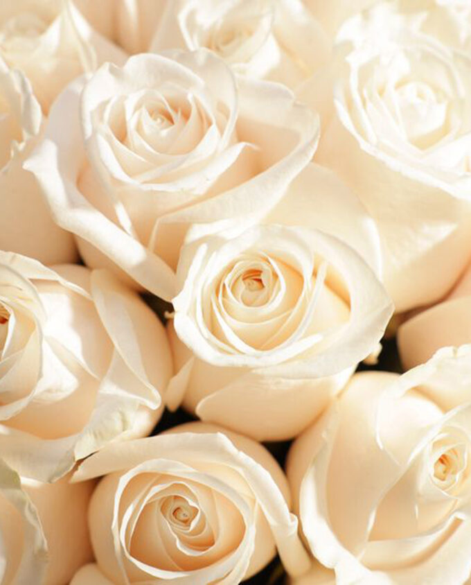 white rose blessings - Image 2