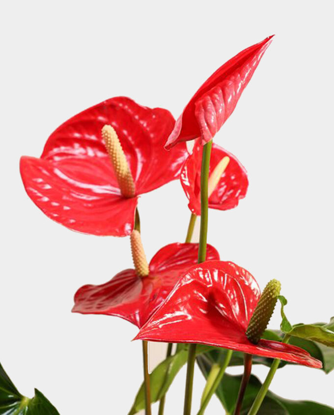 enduring affection plant pot