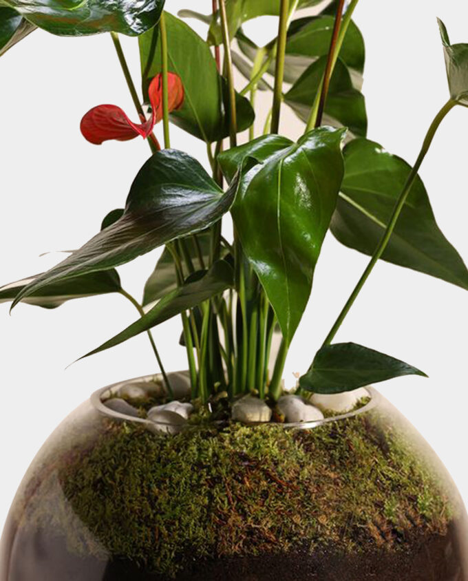 enduring affection plant pot - Image 2