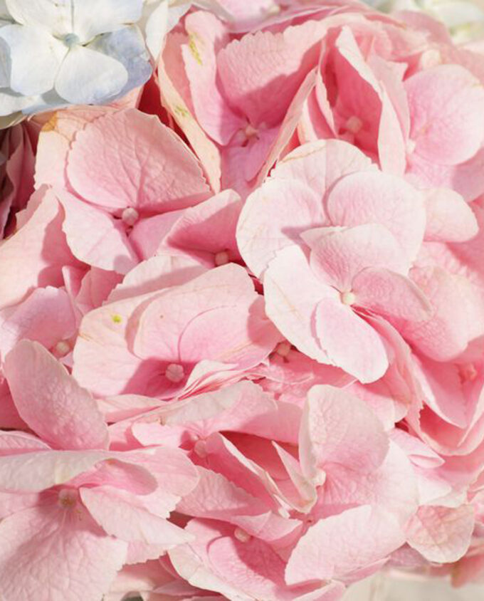 Garden Haze Hydrangea Vase - Image 3
