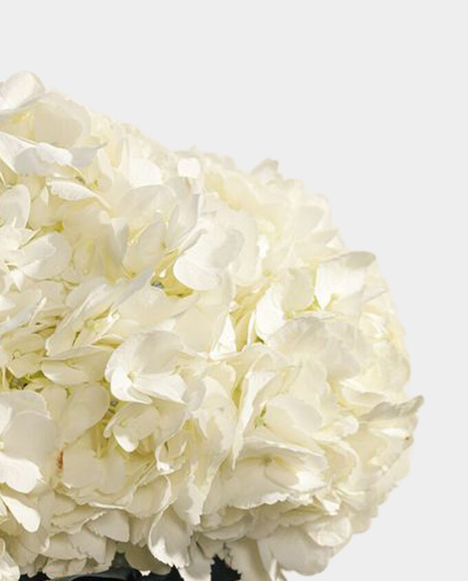 majestic white lilyum vase