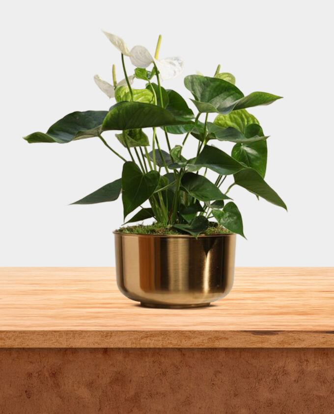 sun-kissed kalanchoe bowl - Image 2