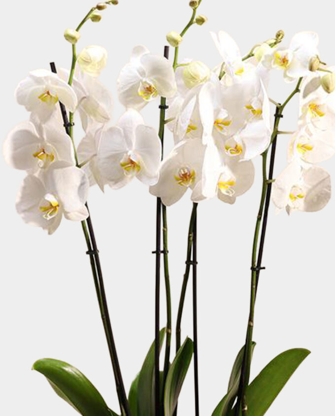 tranquil white orchid glass vase