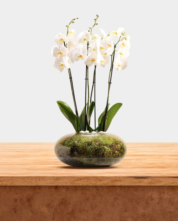 tranquil white orchid glass vase - Image 3