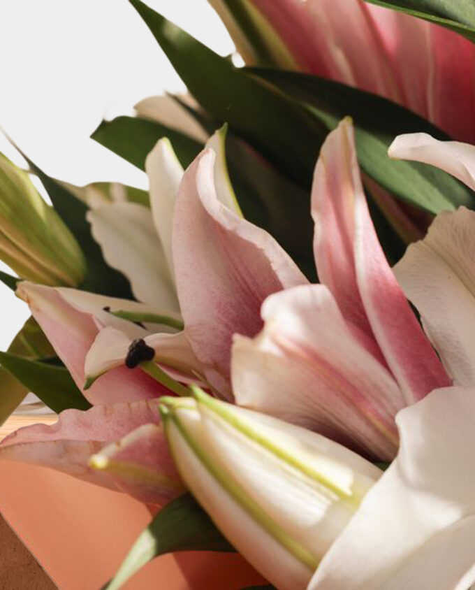 white tulip serenity