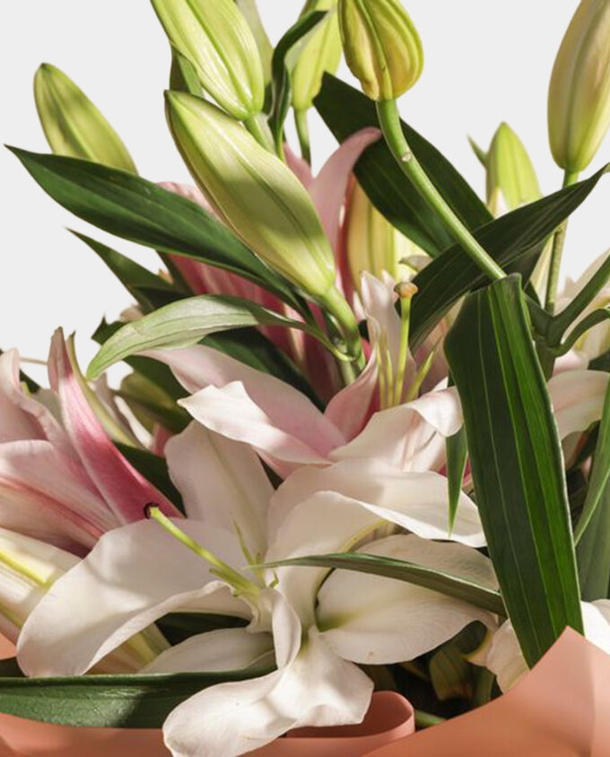 white tulip serenity - Image 2