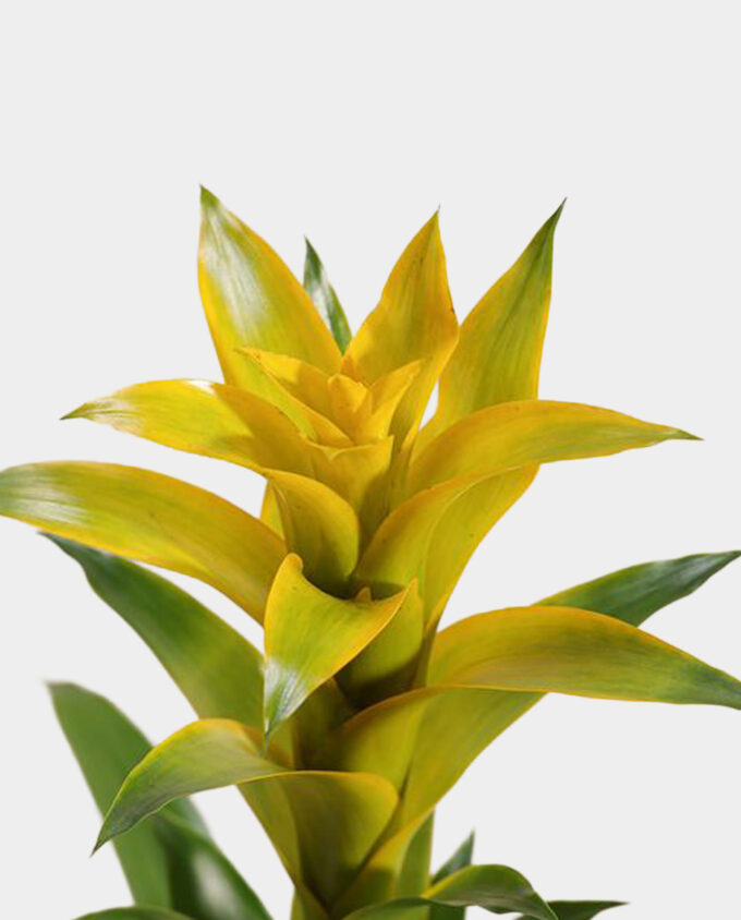 white orchid elegance pot