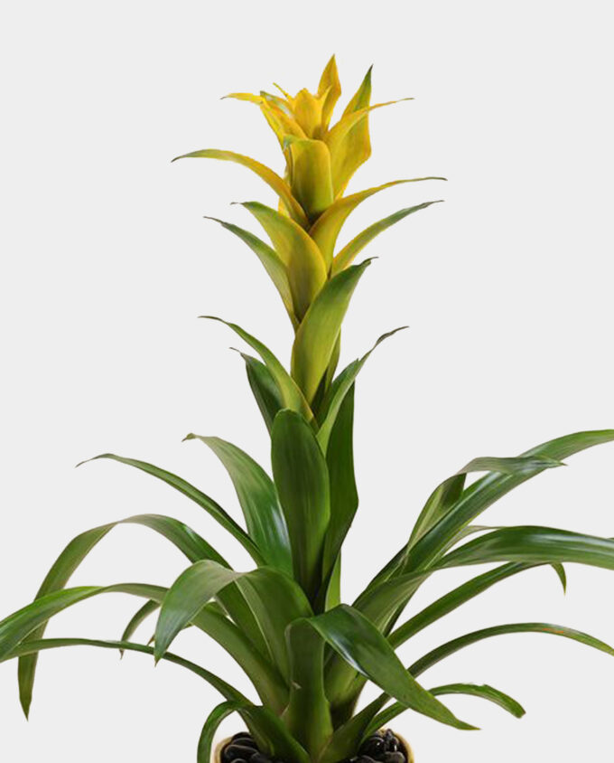 white orchid elegance pot - Image 2