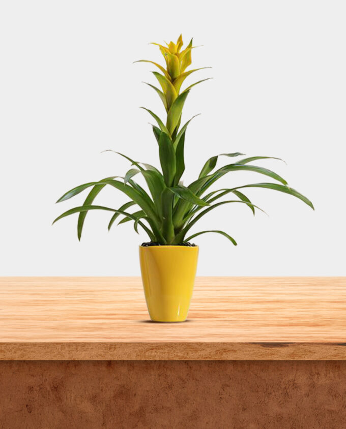 white orchid elegance pot - Image 3