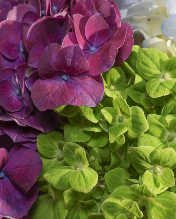 Harmony Hues Hydrangea Vase - Image 2