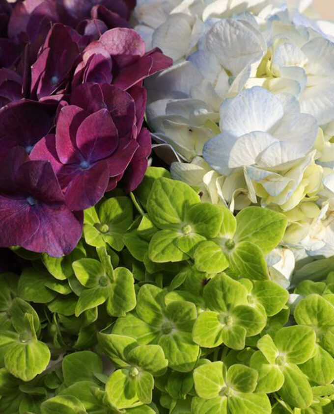 Harmony Hues Hydrangea Vase - Image 3