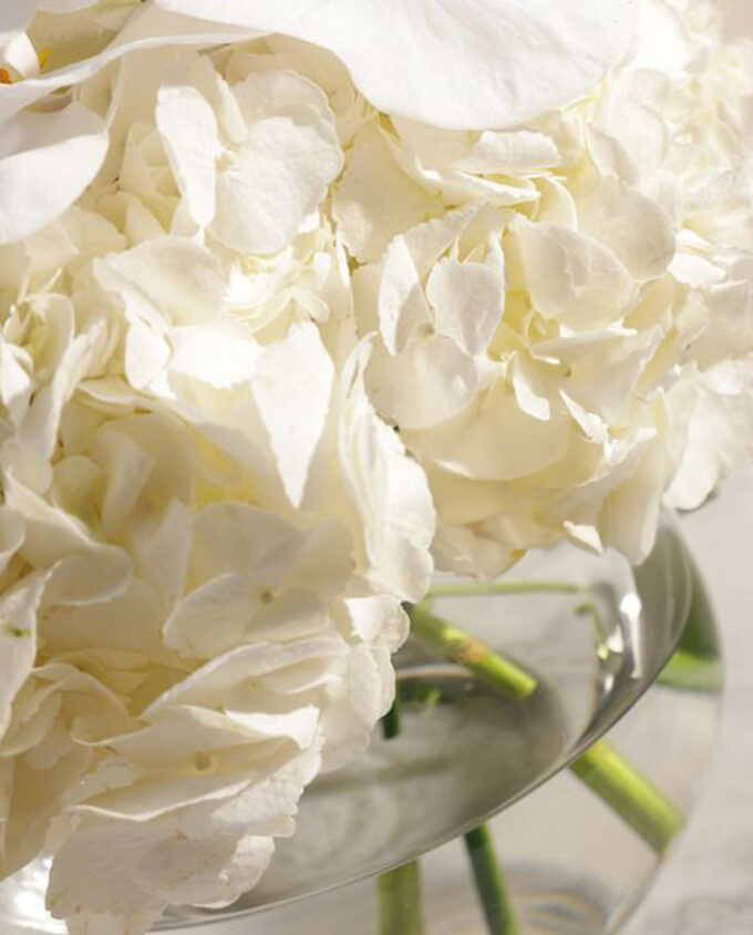 mystic violet rose vase