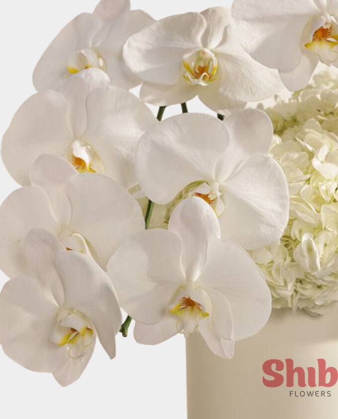 Ivory Grace Bloom Box - Image 3