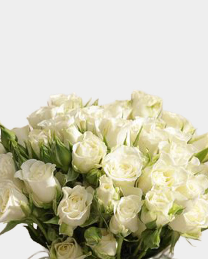 little gentleman bloom set