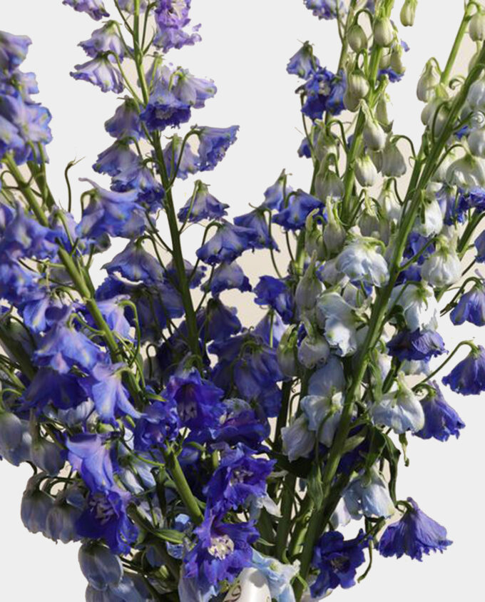 little gentleman bloom set