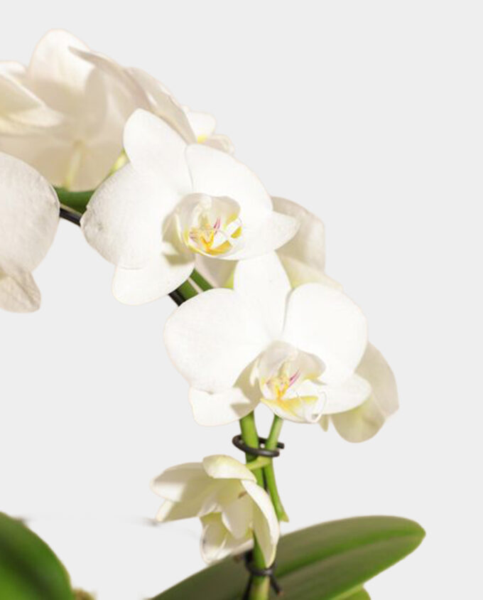 heartleaf hoya charm - Image 2