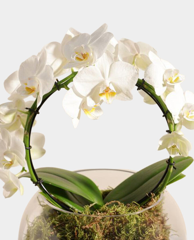 heartleaf hoya charm - Image 3