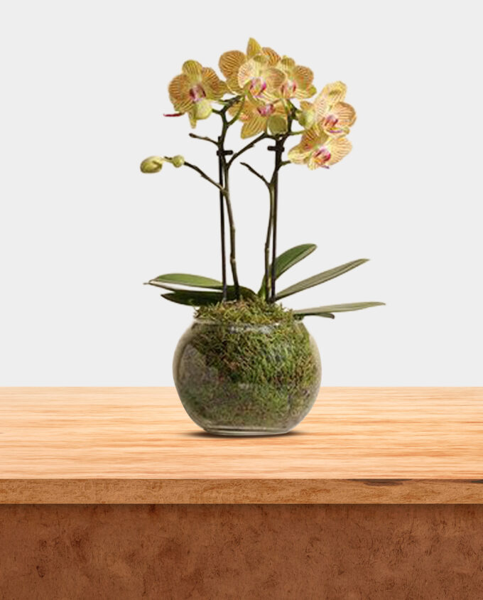 velvet bloom incense set - Image 2