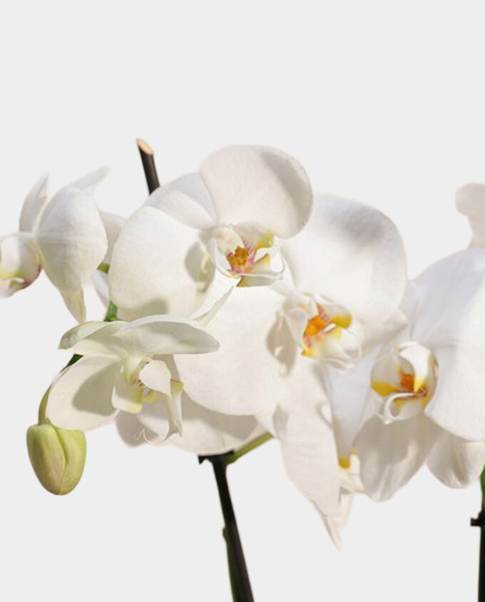 peach grace glass vase - Image 2