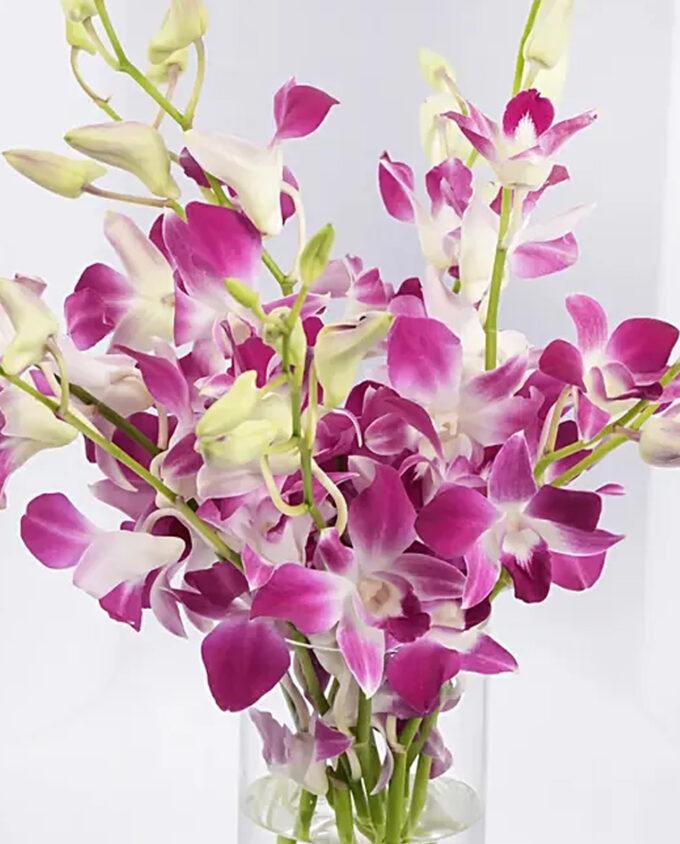 violet velvet vase