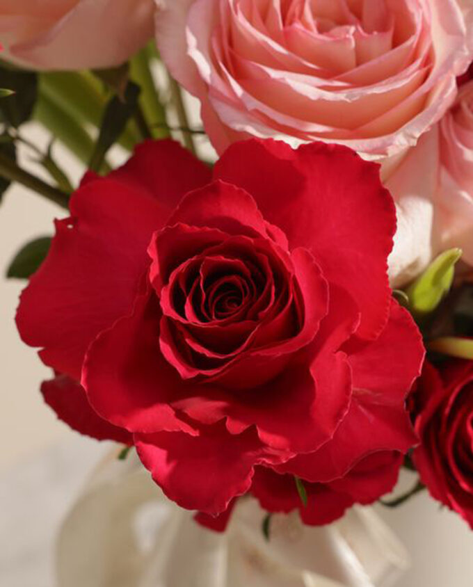scarlet kalanchoe joy - Image 2