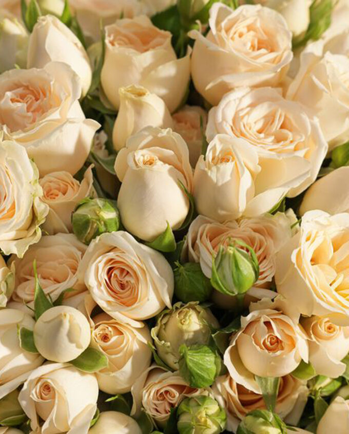 Oud Embrace & Peach Bloom Set - Image 2