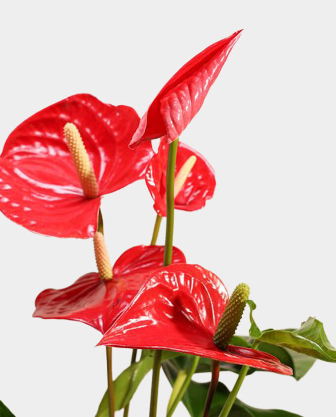 the violet anthurium