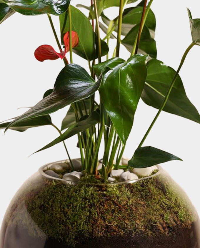 the violet anthurium - Image 2
