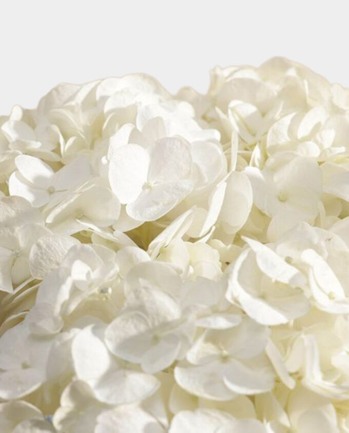 glacier bloom white rose vase